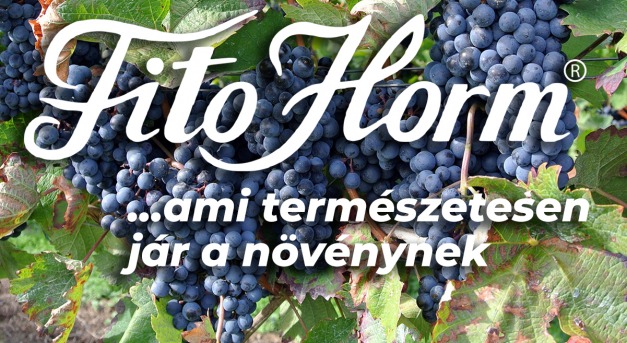 A magyar szőlő és bor: múlt és jelen